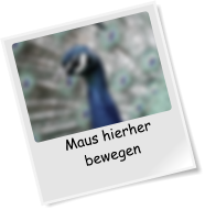 Maus hierher bewegen
